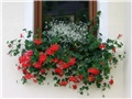 Pelargonije